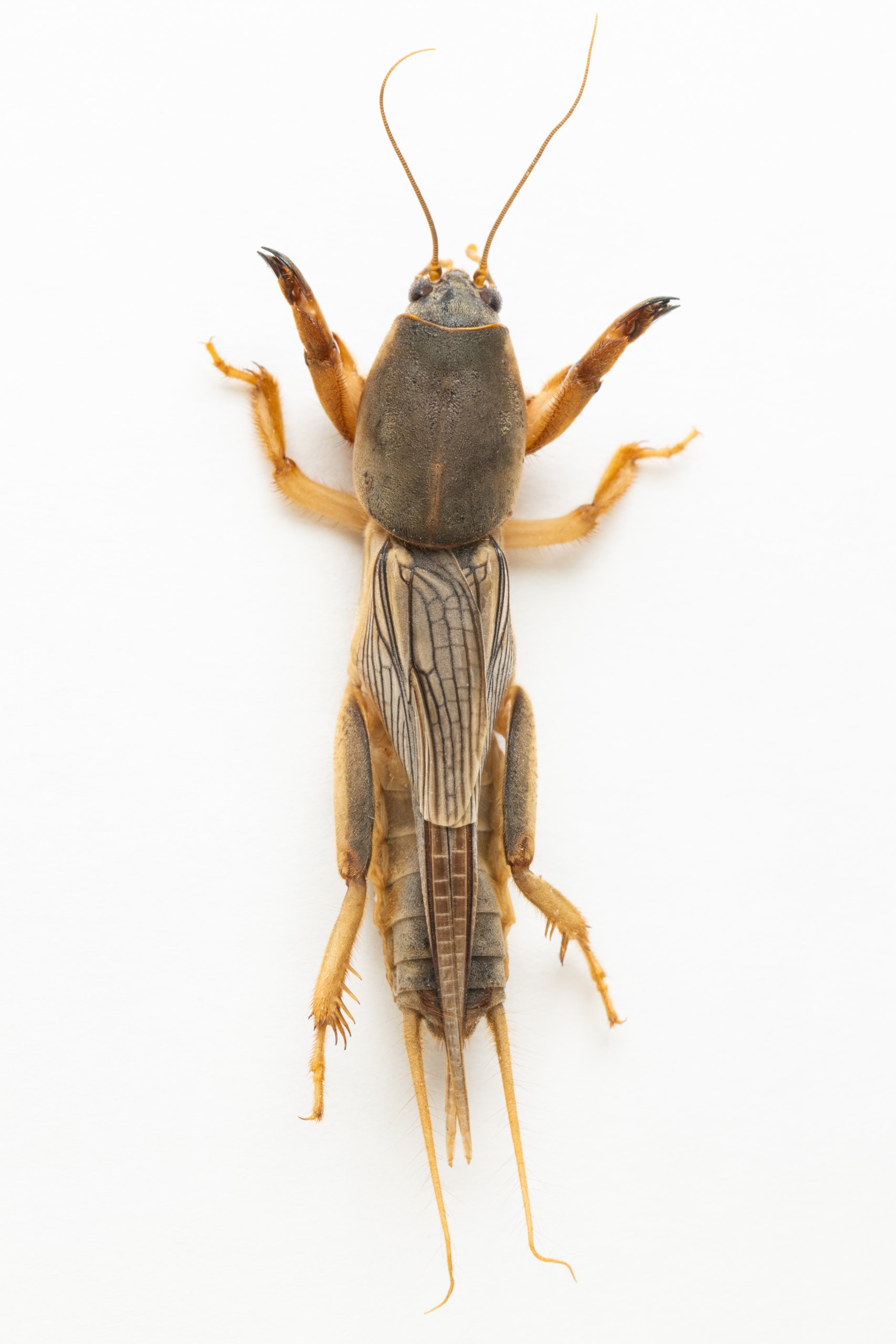 ערצב, marismortui female dorsal Oz Rittner . צילום: עוז ריטנר