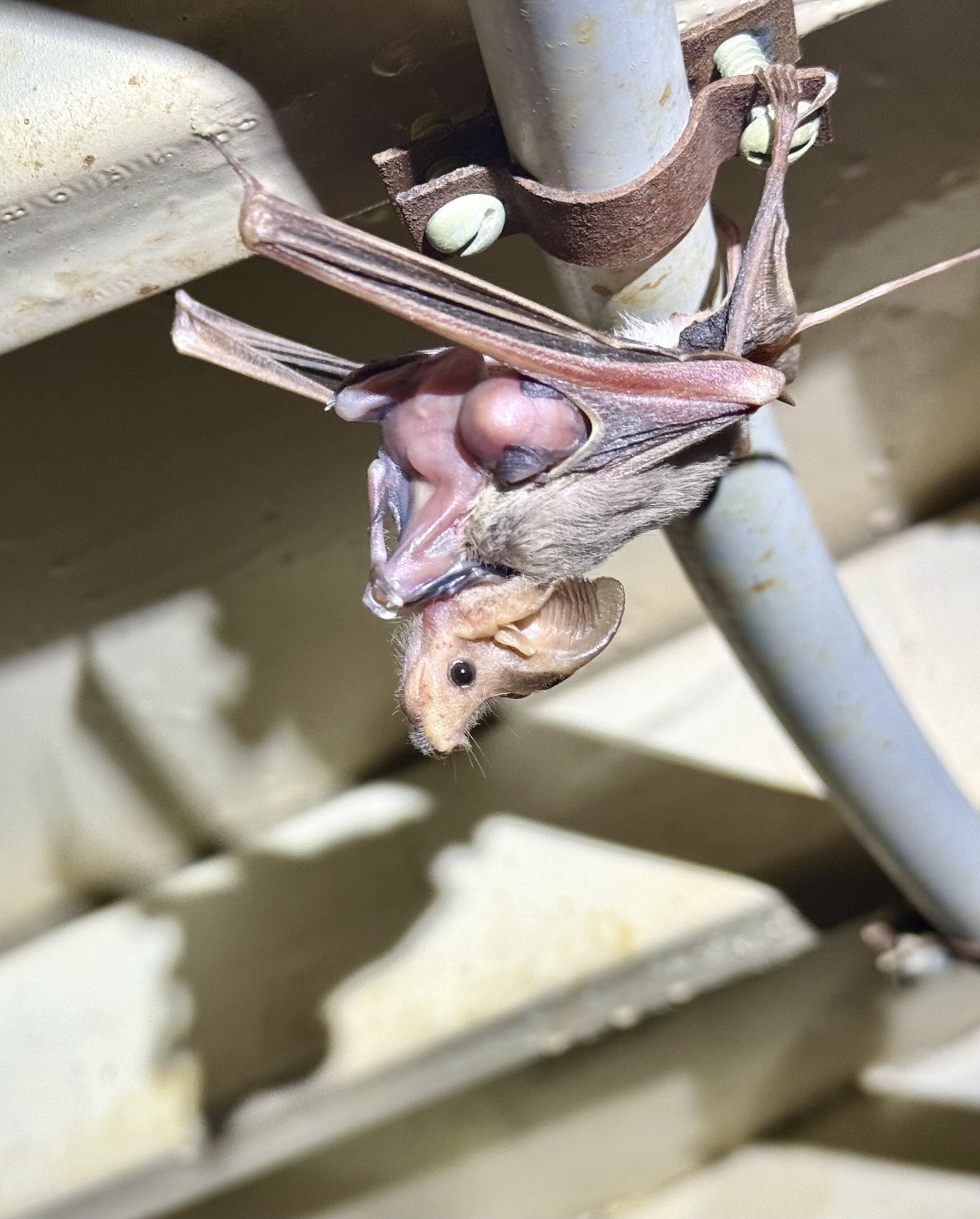 אמא יזנוב עם גור קצת אחרי ההמלטה. צילום: פרופ' ערן לוין