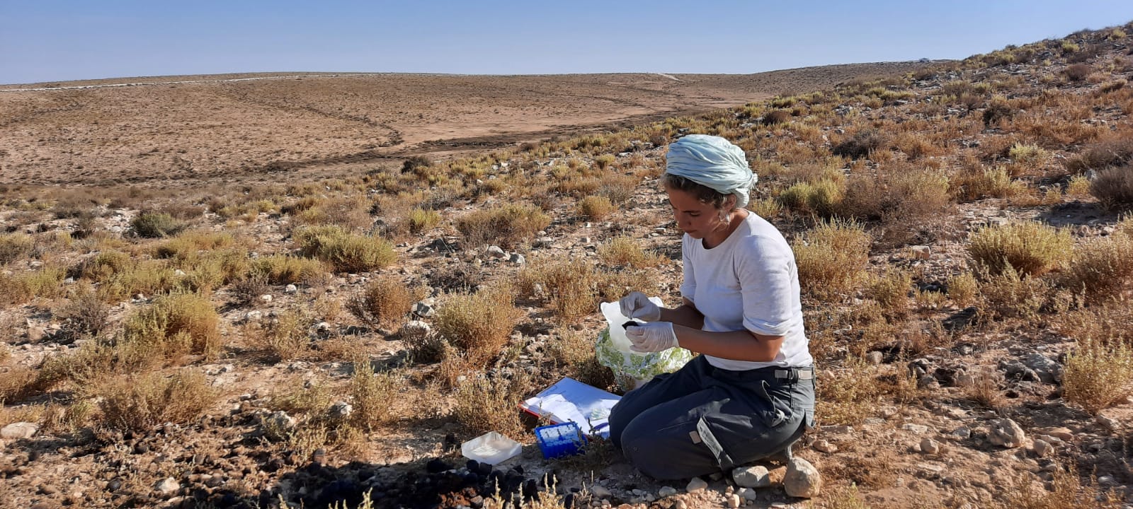 דגימת גללים. צילום: ד"ר שירלי בר דוד