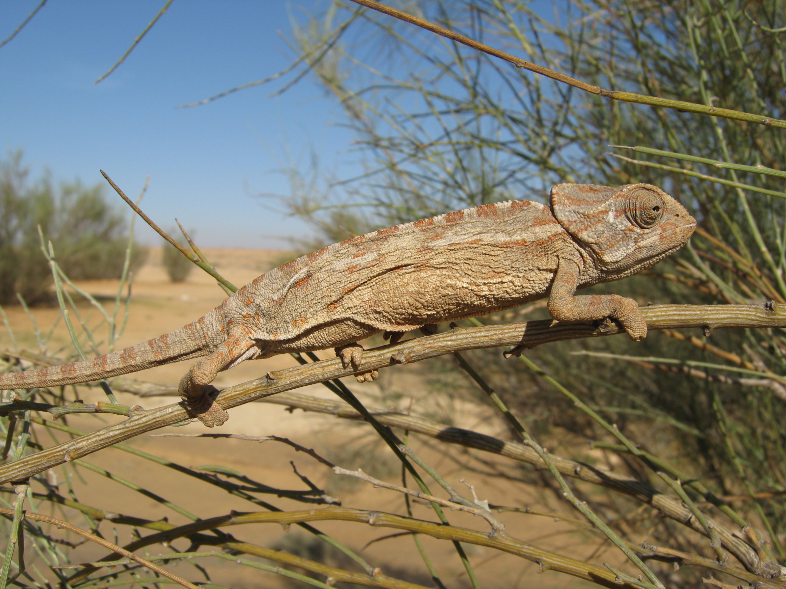 זיקית. צילום: פרופ' עמוס בוסקילה