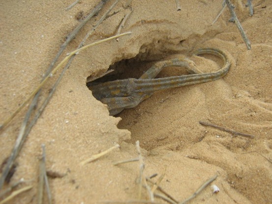 זיקית במחילה. צילום: פרופ' עמוס בוסקילה