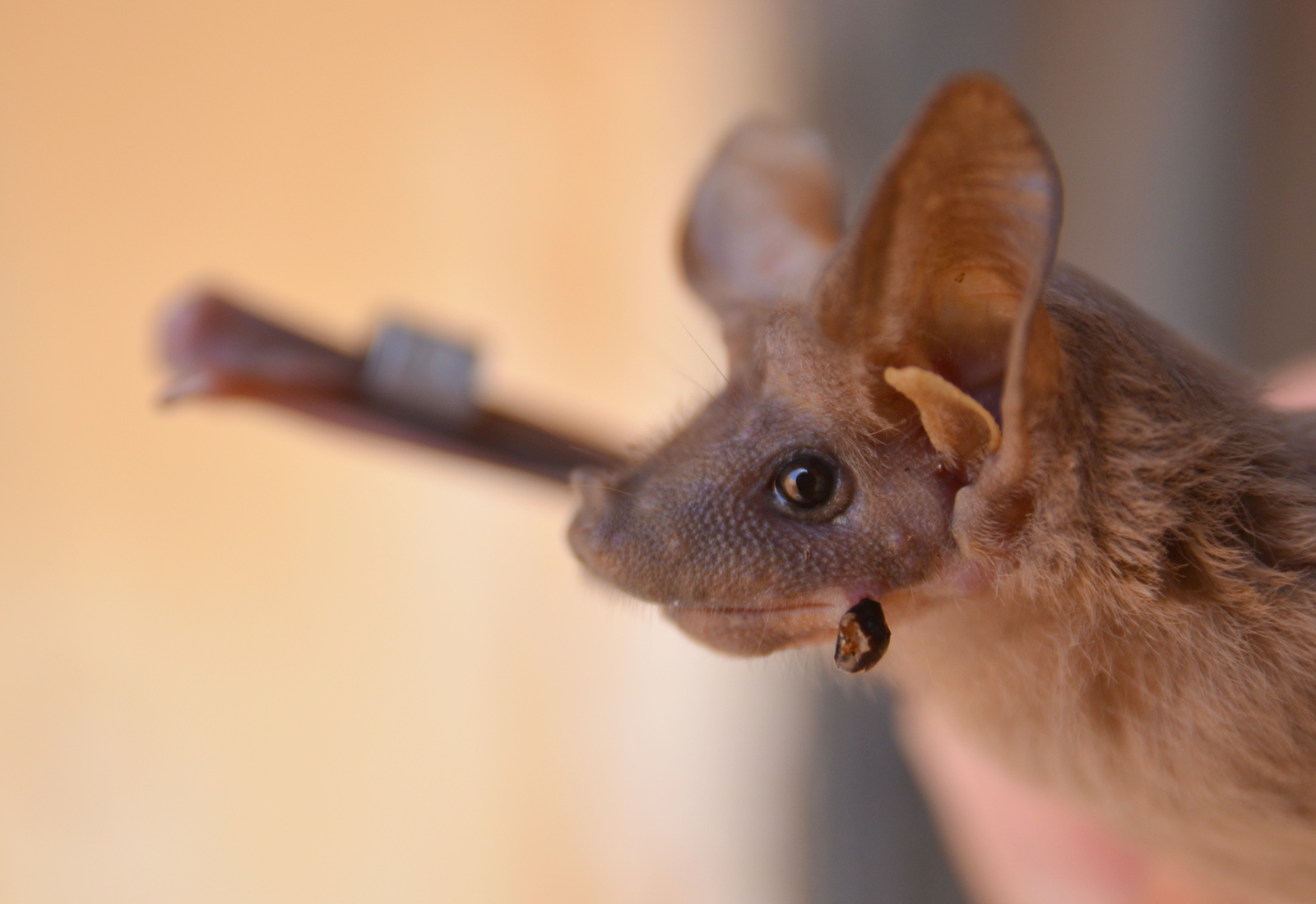 יזנוב עם ראש של נמלה בפה. צילום: פרופ' ערן לוין