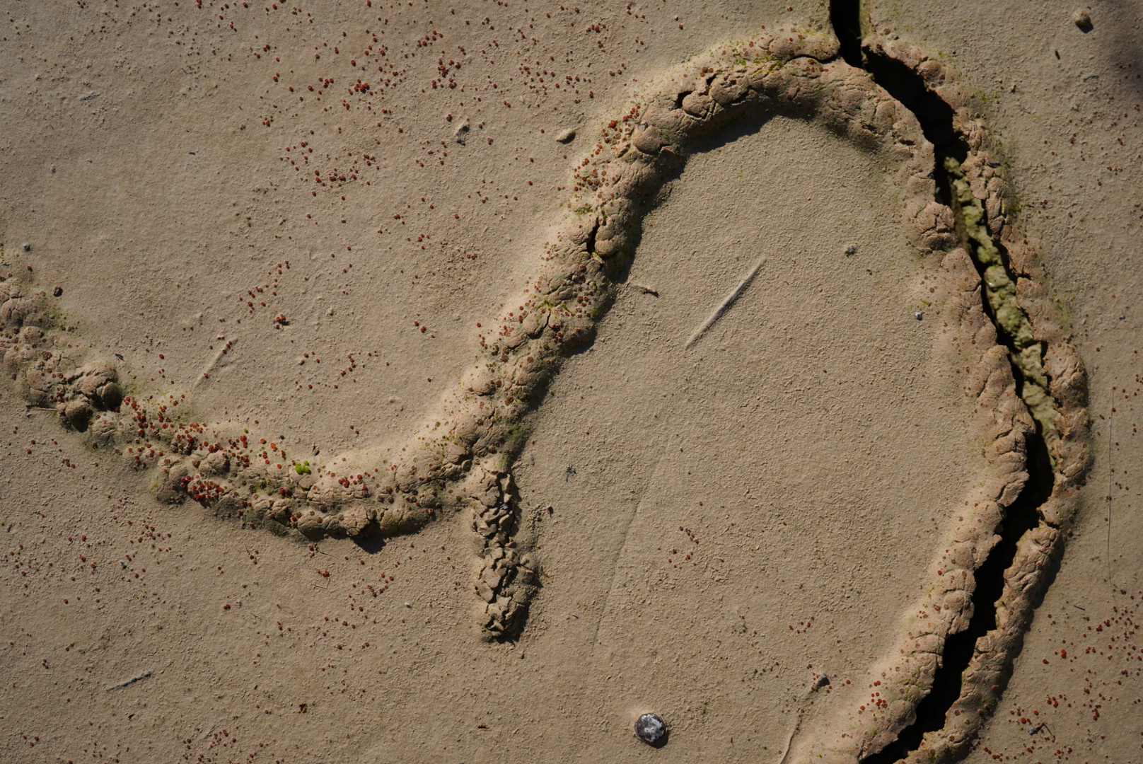 עקבות של ערצב. צילום: אסף בן דוד