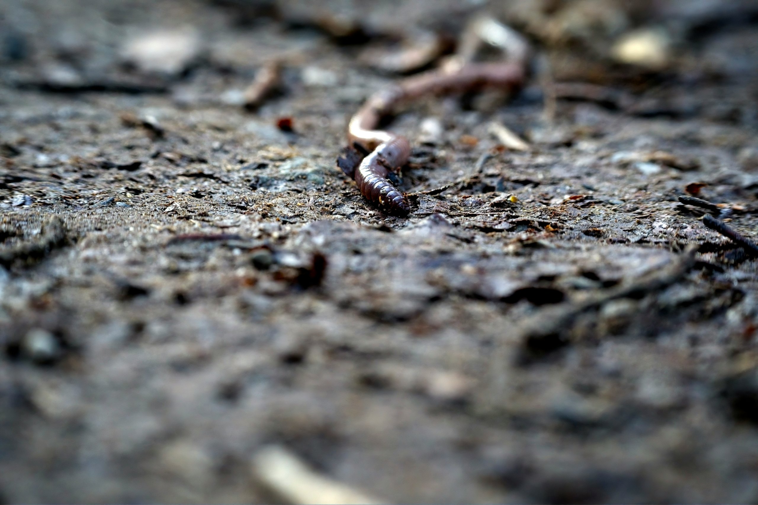 שלשול באדמה. unsplash