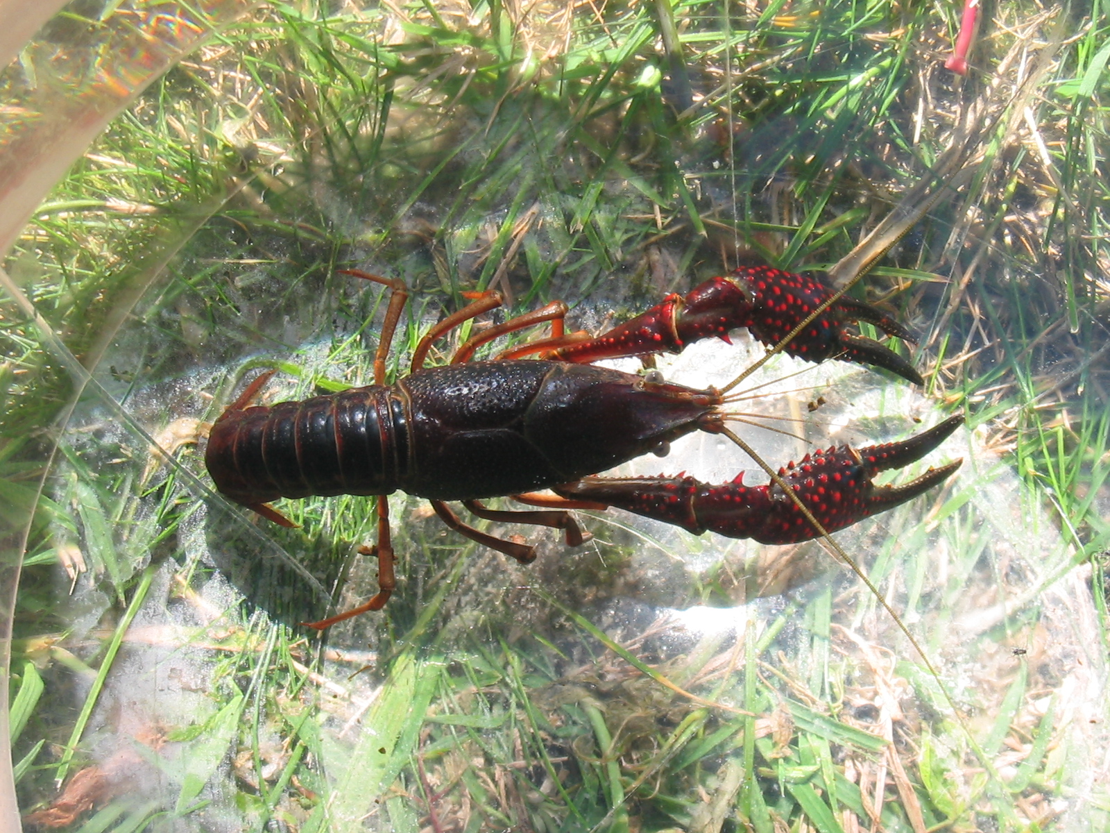 Procambarus clarkii. credit: Duloup, Wikimedia Commons