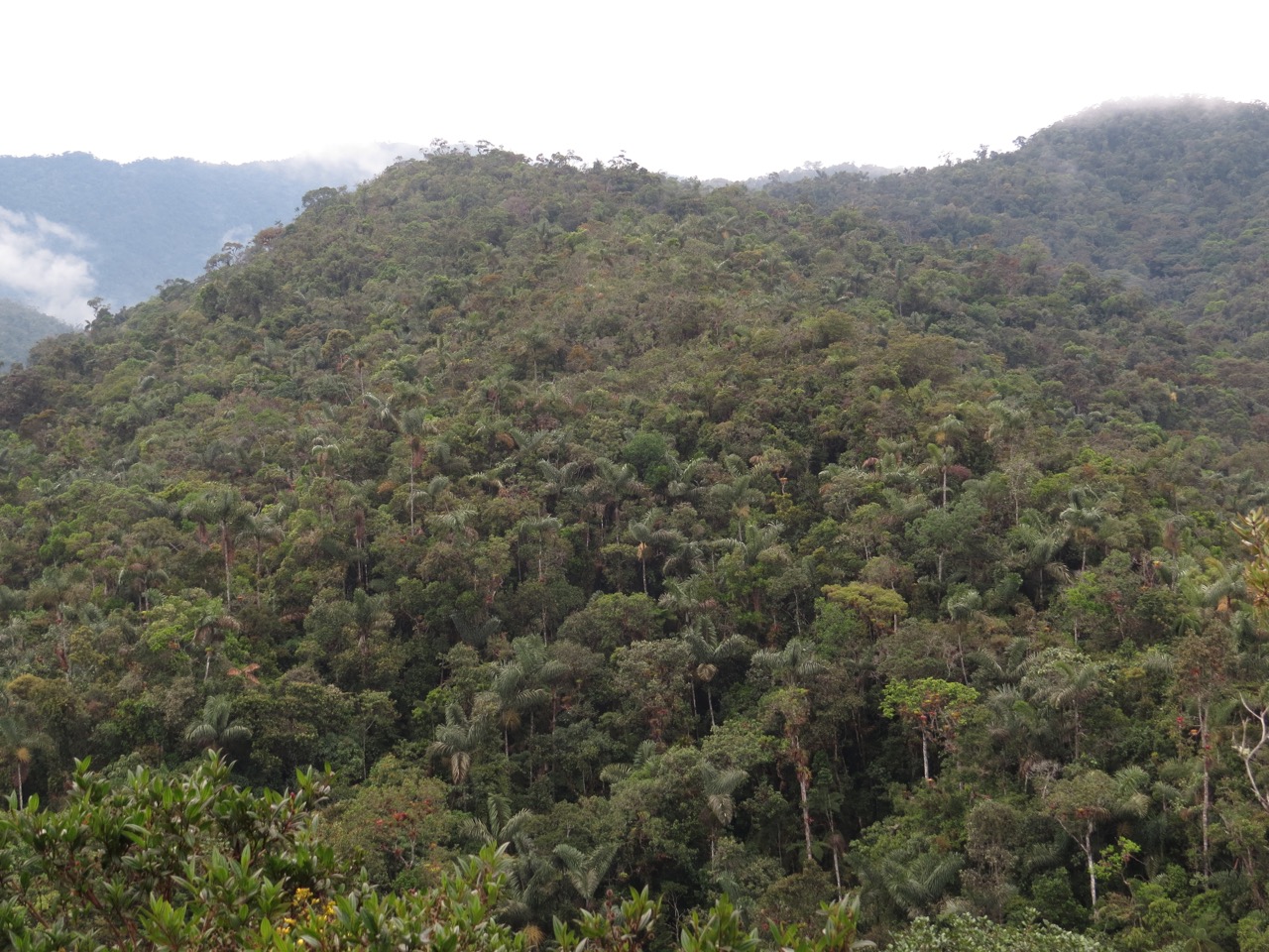 Rainforest Peru (Uri Shanas)