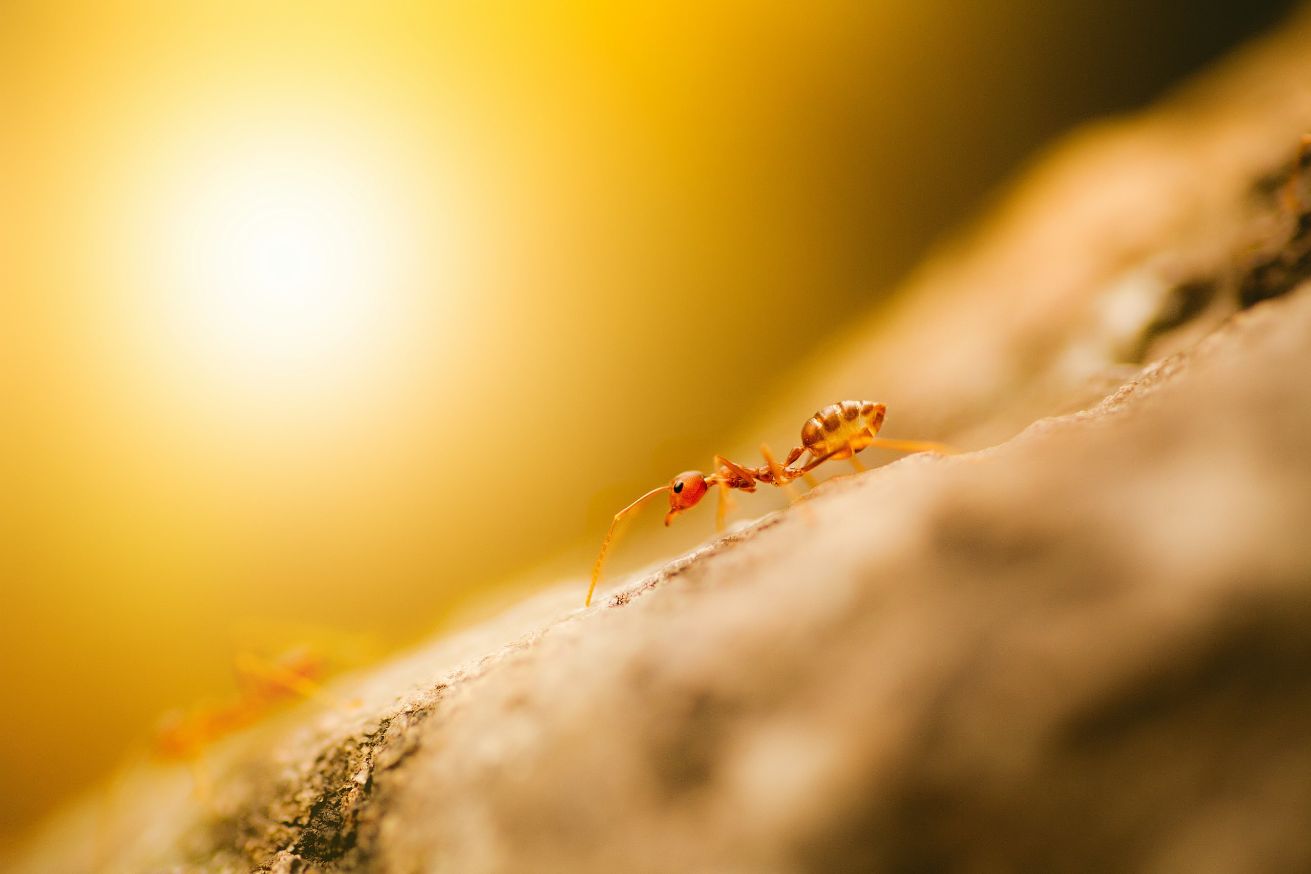 נמלת אש צילום : unsplash