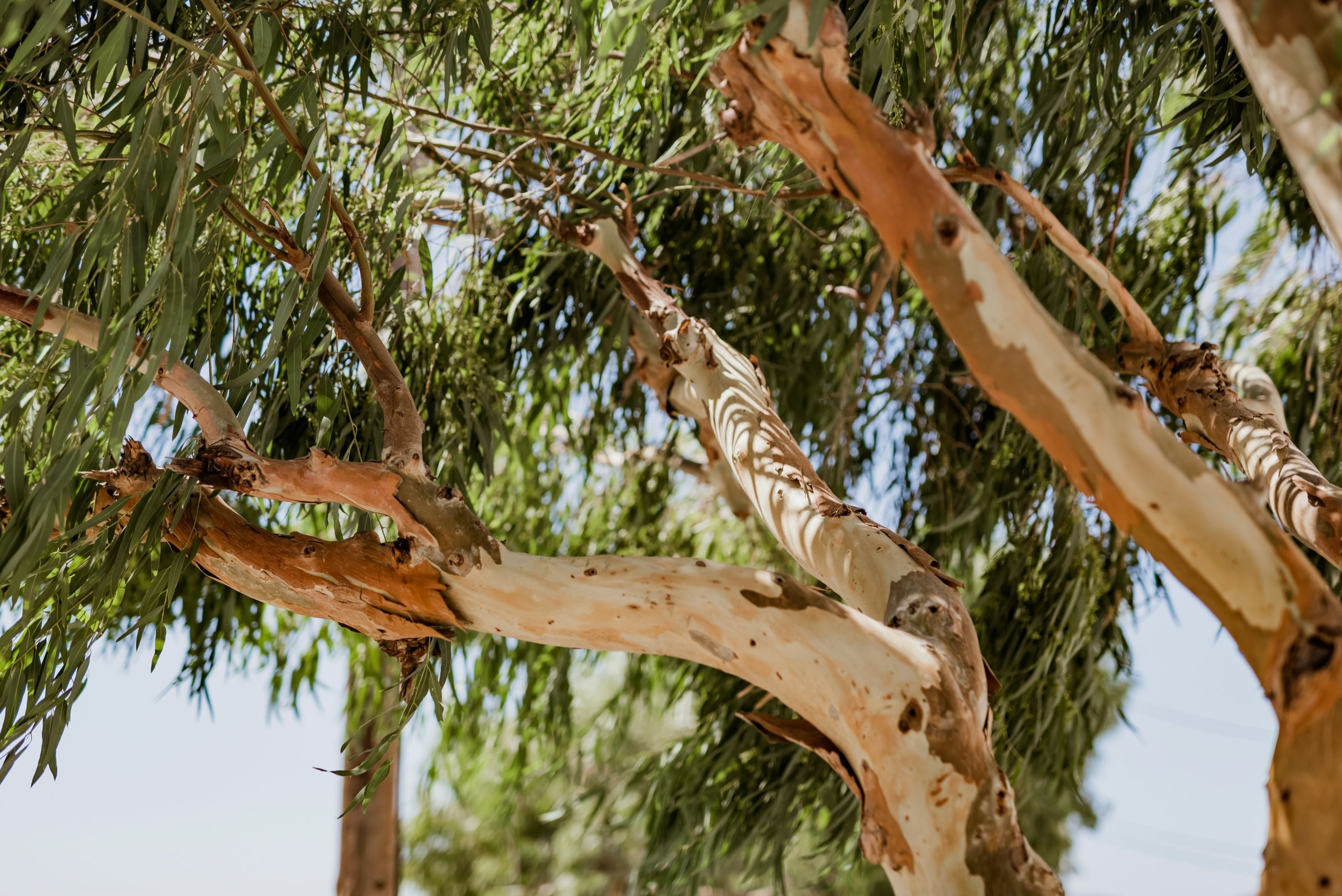 אקליפטוס. צילום: Unsplash