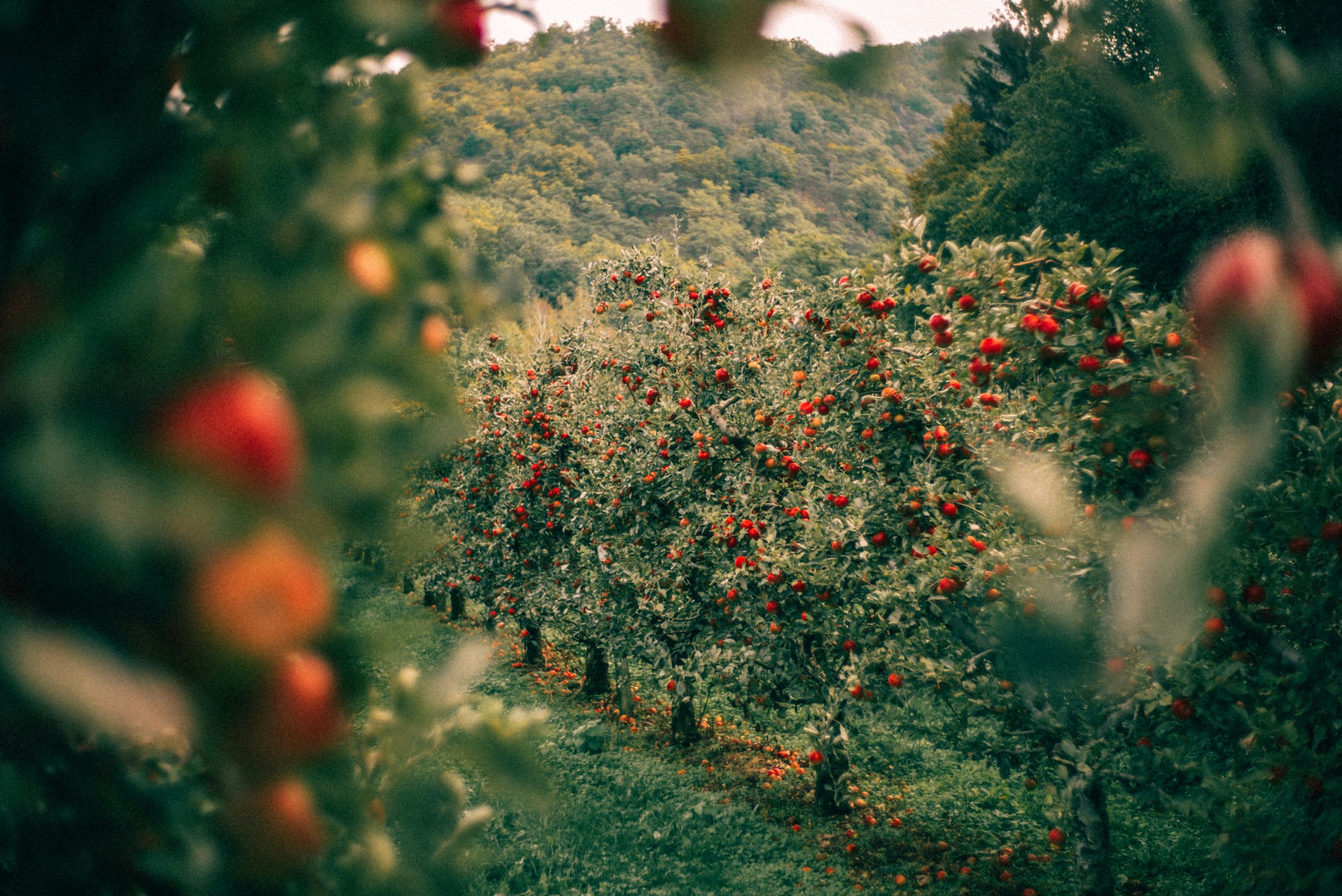 תפוחים. צילום unsplash
