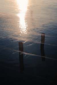 פנאלים במים. צילום: unsplash