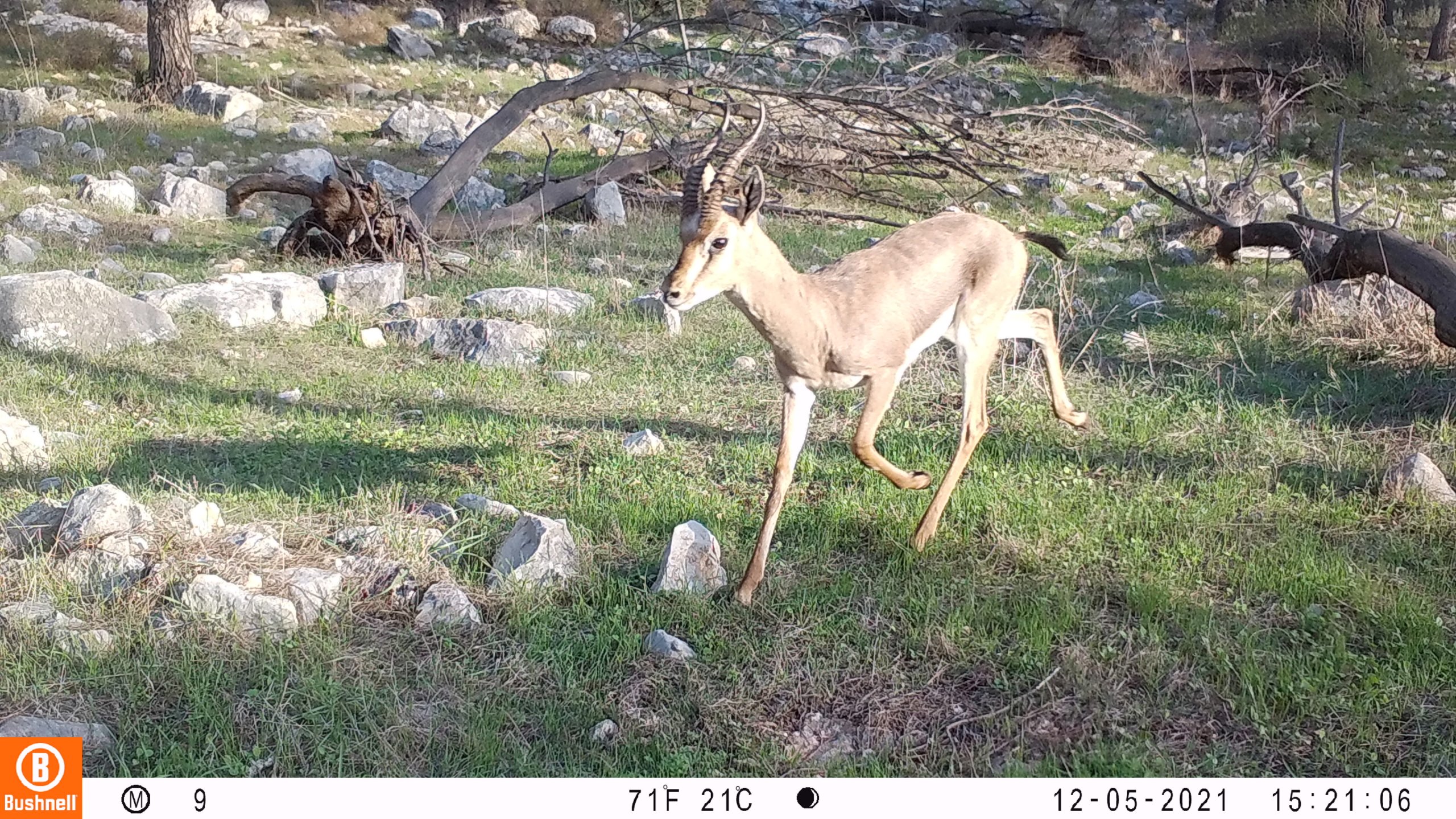 צבי ארצישראלי צילום צוות המעבדה לאקולוגיה של צומח ומרעה