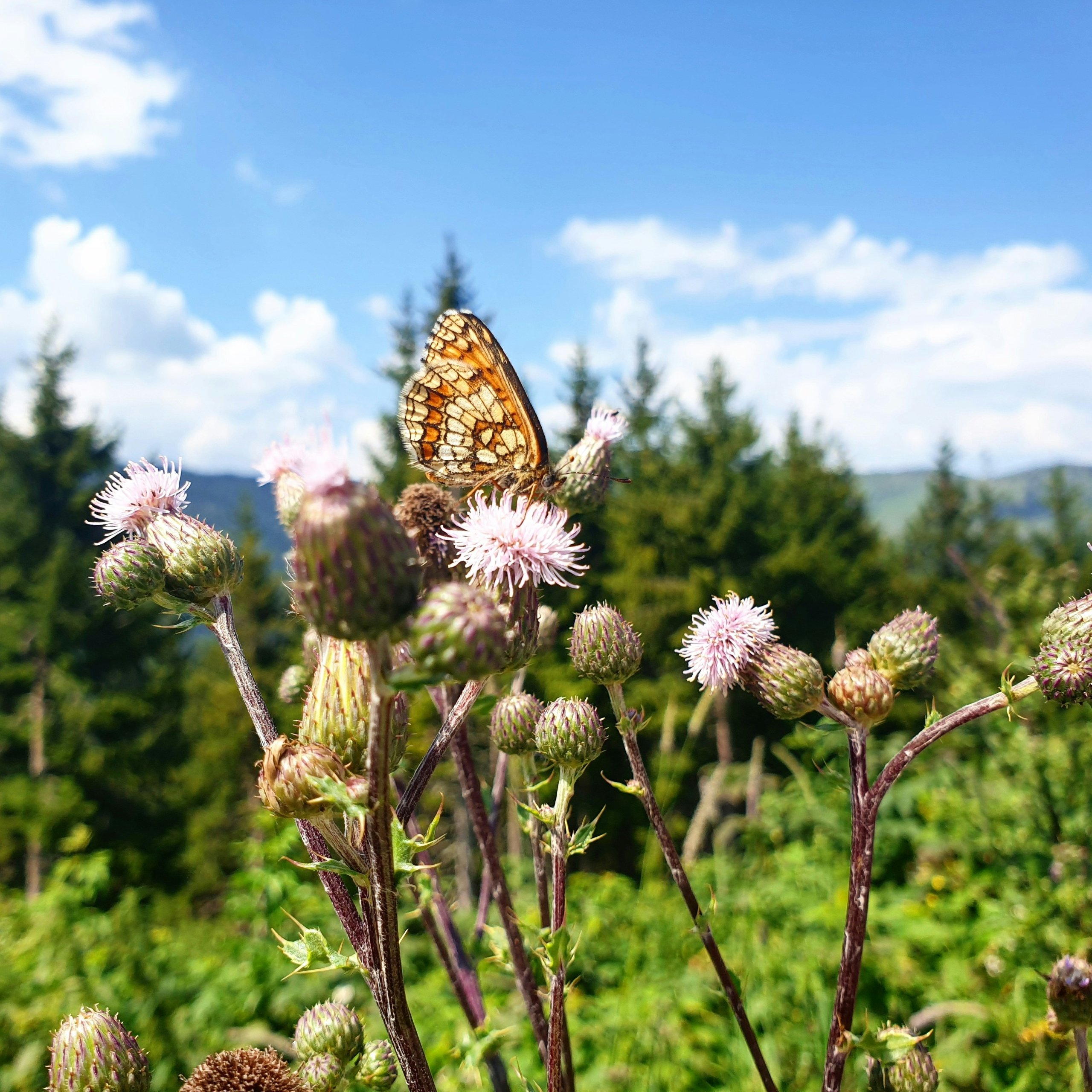 פרפרים צילום: unsplash