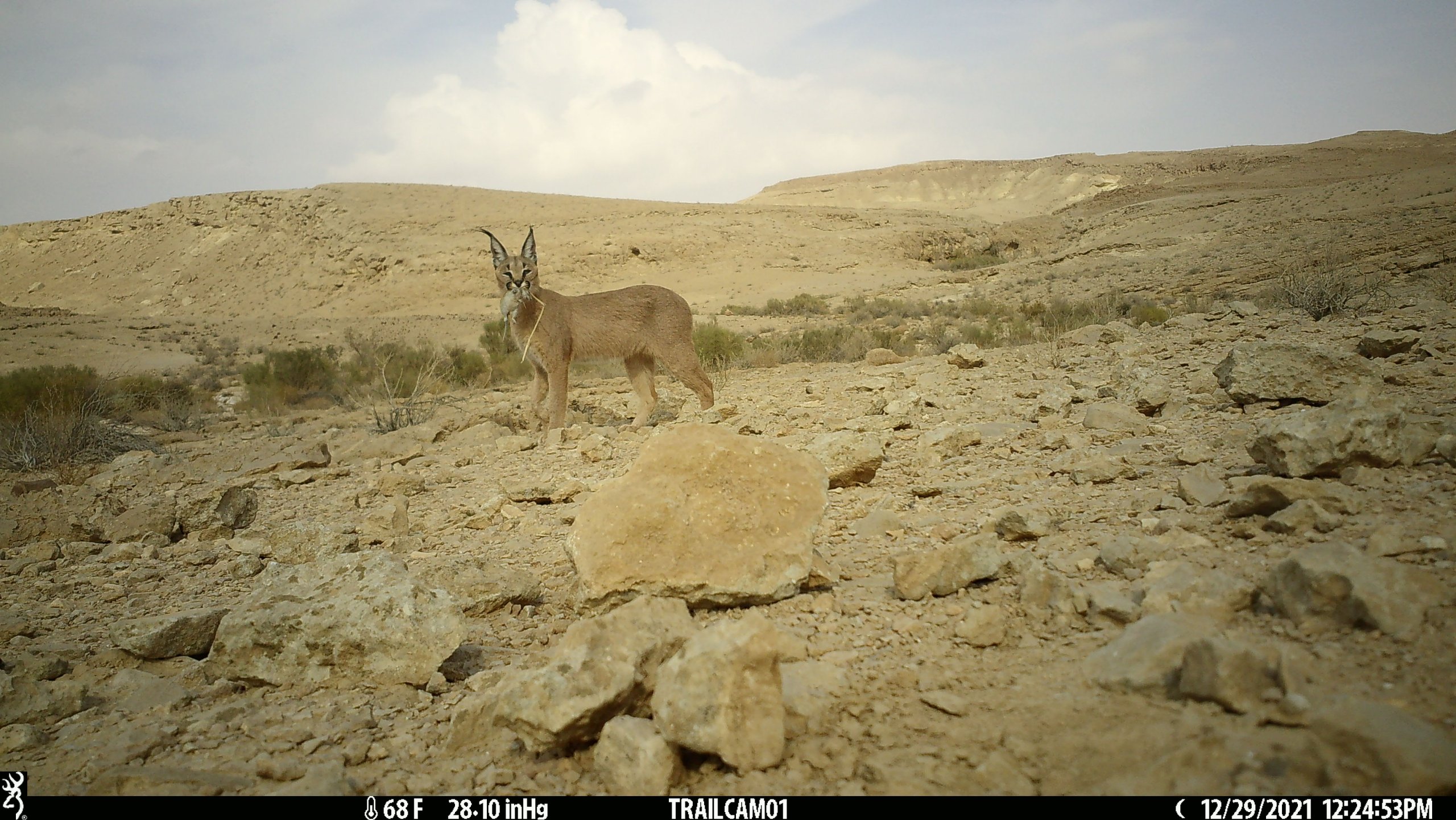 קרקל קרדיט- ד'ר יובל צוקרמן, אוניברסיטת בן גוריון